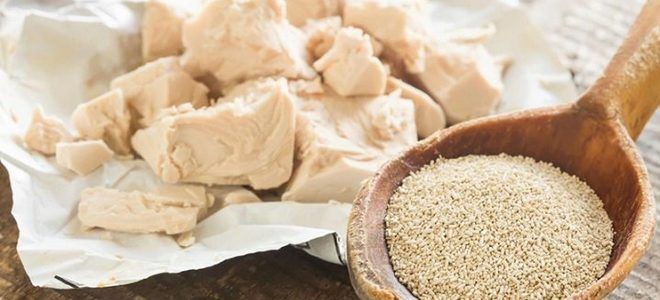 фото5 дрожжевая подкормка для пионов