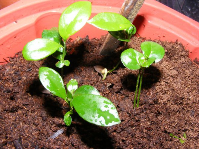 грунт для апельсинового дерева грунт для апельсинового дерева