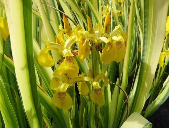 ирис болотный вариегата ирис болотный вариегата