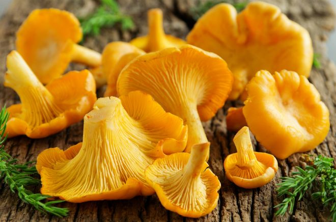 к чему снится собирать грибы лисички к чему снится собирать грибы лисички