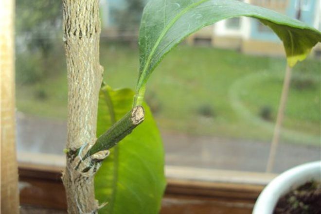 как привить мандариновое дерево в домашних условиях как привить мандариновое дерево в домашних условиях