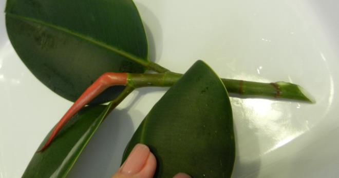 Как размножить фикус каучуконосный в домашних условиях Как размножить фикус каучуконосный в домашних условиях