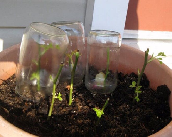 как укоренить черенок розы в домашних условиях как укоренить черенок розы в домашних условиях