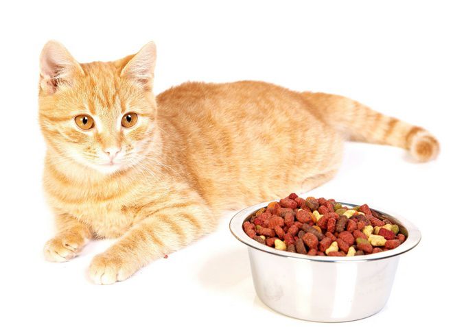 корм для стерилизованных кошек супер-премиум класса корм для стерилизованных кошек супер-премиум класса