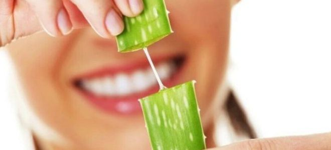 лечение стоматита алоэ лечение стоматита алоэ