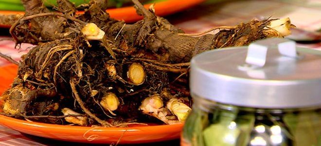 Любисток для женского здоровья Любисток для женского здоровья