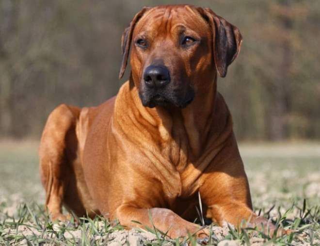 медовый окрас родежийского риджбека медовый окрас родежийского риджбека