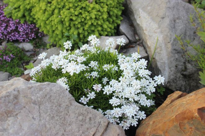 многолетние цветы для альпийской горки многолетние цветы для альпийской горки
