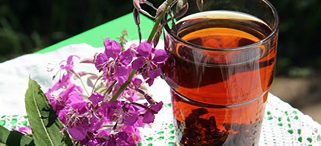 настой дербенника настой дербенника