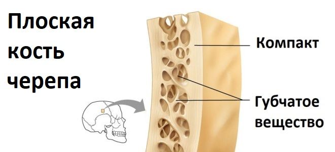 Плоская кость Плоская кость