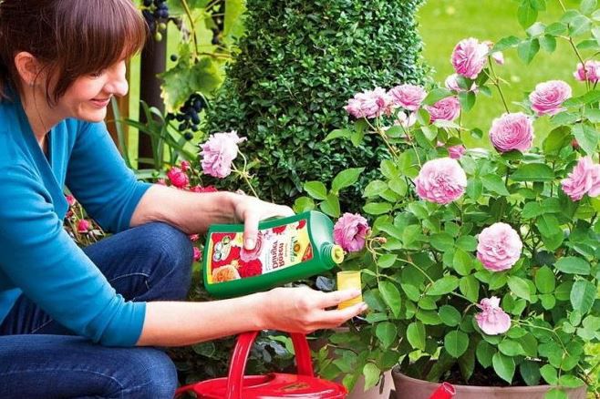 подкормка кустовых роз подкормка кустовых роз