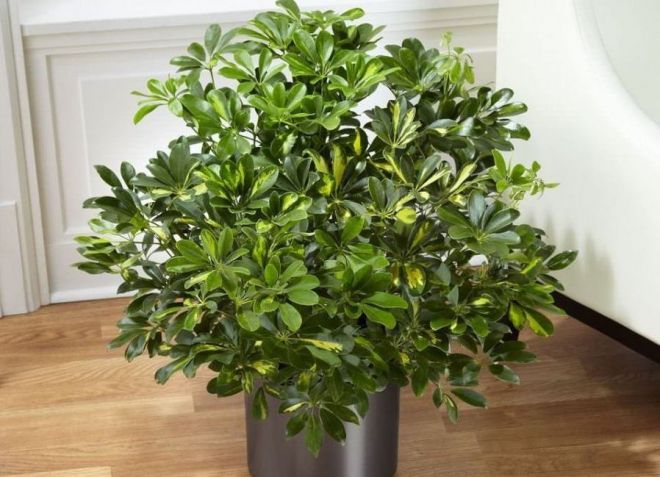 подкормка шефлеры подкормка шефлеры