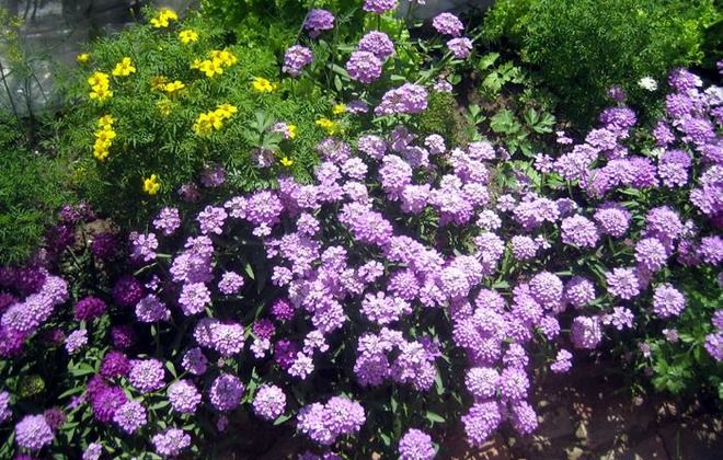 посадка рассады ибериса посадка рассады ибериса