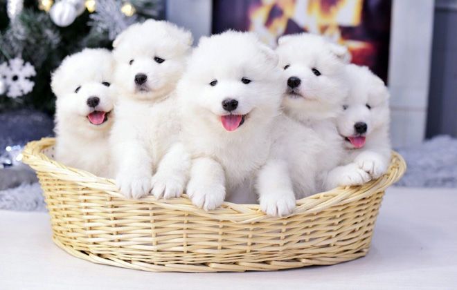 самоедская лайка гипоаллергенная или нет самоедская лайка гипоаллергенная или нет