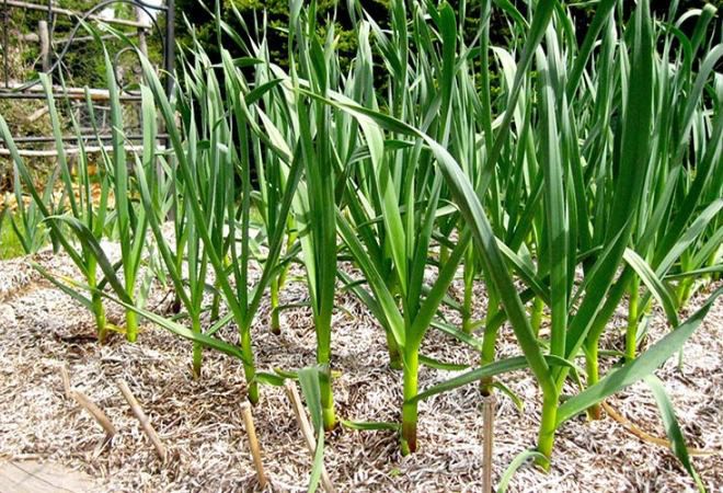 уход за чесноком уход за чесноком