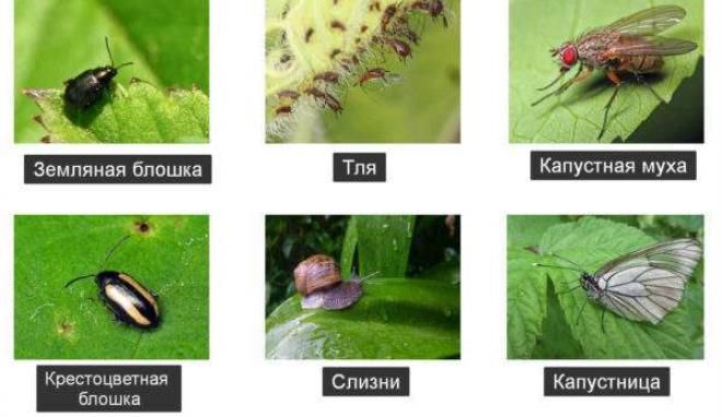 выращивание капусты брокколи в открытом грунте выращивание капусты брокколи в открытом грунте