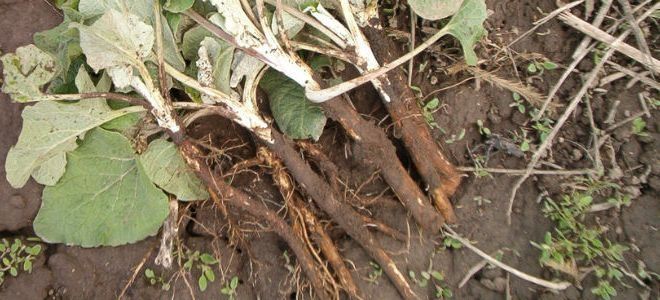 Заготавливаем корень лопуха Заготавливаем корень лопуха