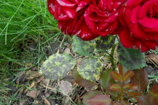 болезни кустовых роз болезни кустовых роз