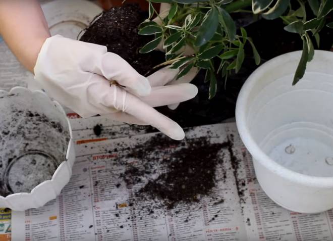 цветок шефлера пересадка в домашних условиях цветок шефлера пересадка в домашних условиях