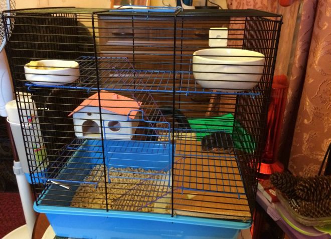 декоративная крыса клетка декоративная крыса клетка