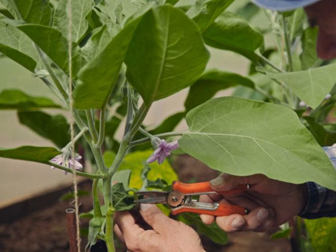 Как формировать баклажаны в теплице Как формировать баклажаны в теплице