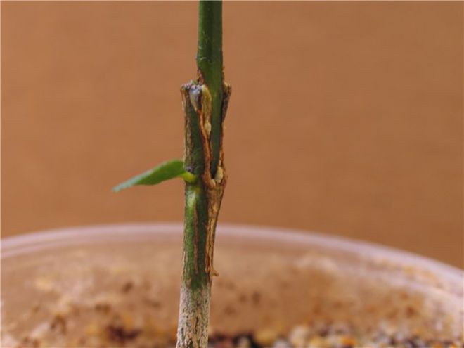 как привить апельсиновое дерево как привить апельсиновое дерево