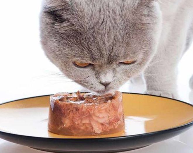 корм для кошек холистик корм для кошек холистик