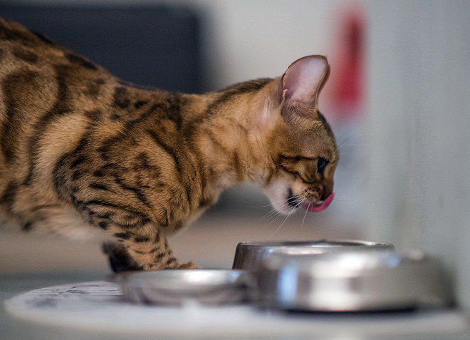 корм холистик для стерилизованных кошек корм холистик для стерилизованных кошек