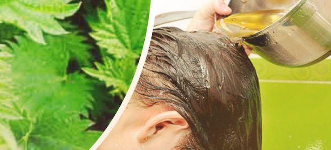 лопух для волос лопух для волос