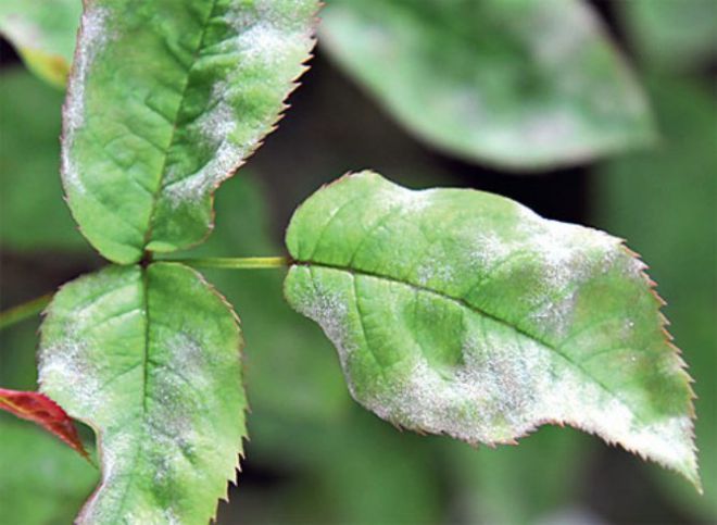 Мучнистая роса Мучнистая роса