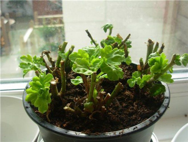 обрезка сильная обрезка сильная