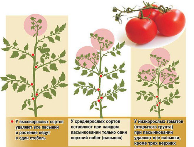 пасынкование пасынкование