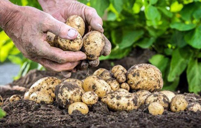 почему чернеют ростки у семенного картофеля почему чернеют ростки у семенного картофеля