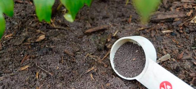 фото6 подкормка пионов золой