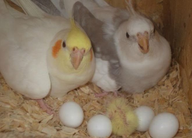 разведение корелл разведение корелл