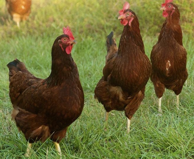 род-айланд куры род-айланд куры