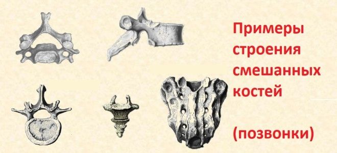 Смешанные кости Смешанные кости