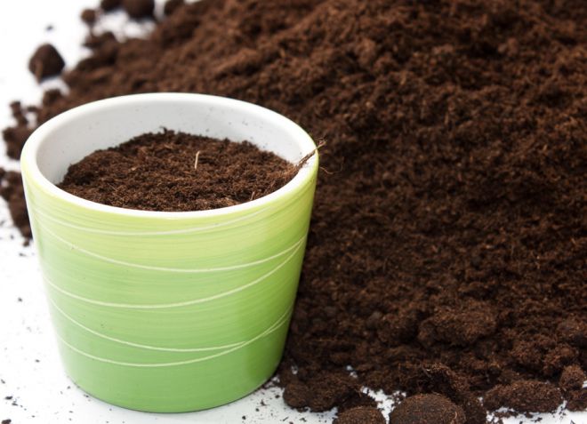 земля для авокадо в домашних условиях земля для авокадо в домашних условиях