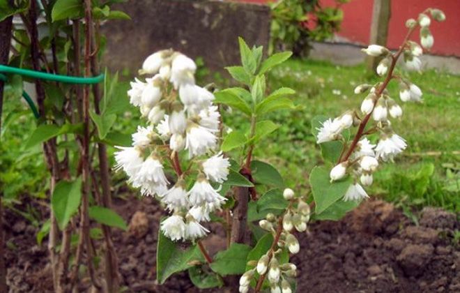 дейция шершавая посадка дейция шершавая посадка