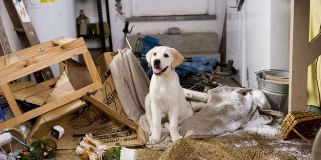 марли и я марли и я