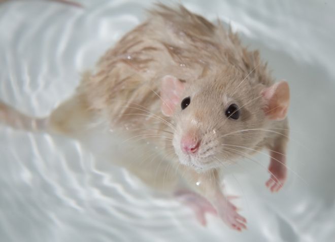 можно ли купать декоративных крыс можно ли купать декоративных крыс