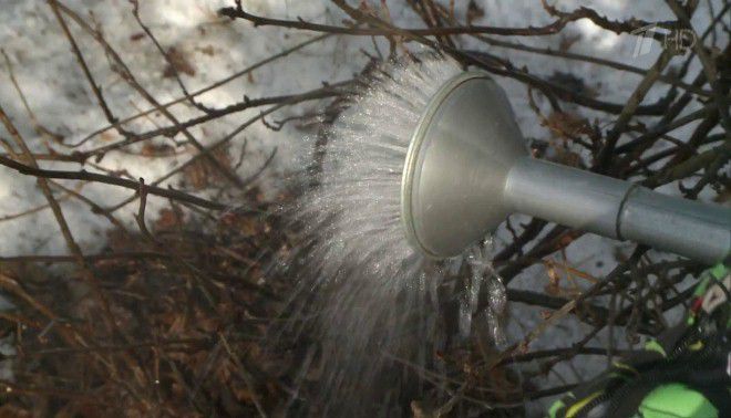 народные средства от почкового клеща на смородине народные средства от почкового клеща на смородине