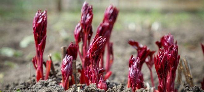 фото7 подкормка пионов коровяком