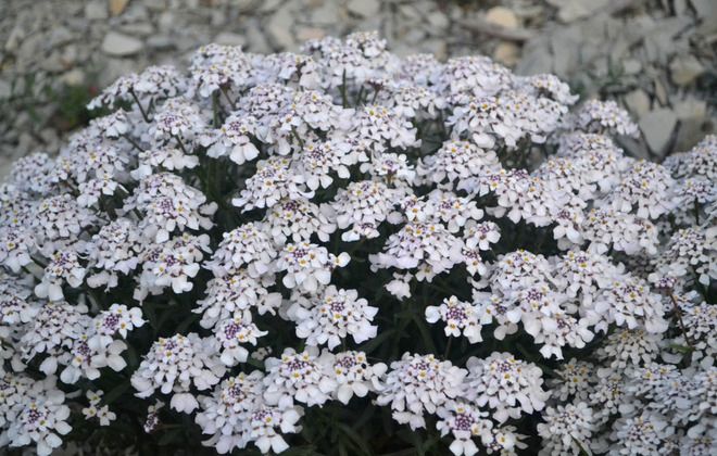 полив ибериса полив ибериса