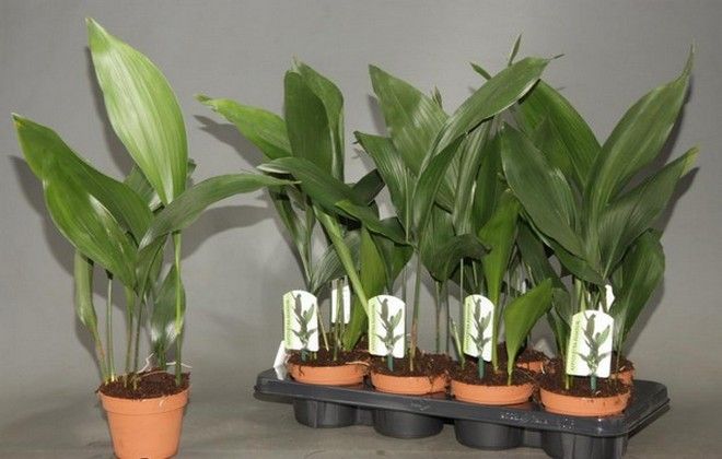 размножение аспидистры размножение аспидистры