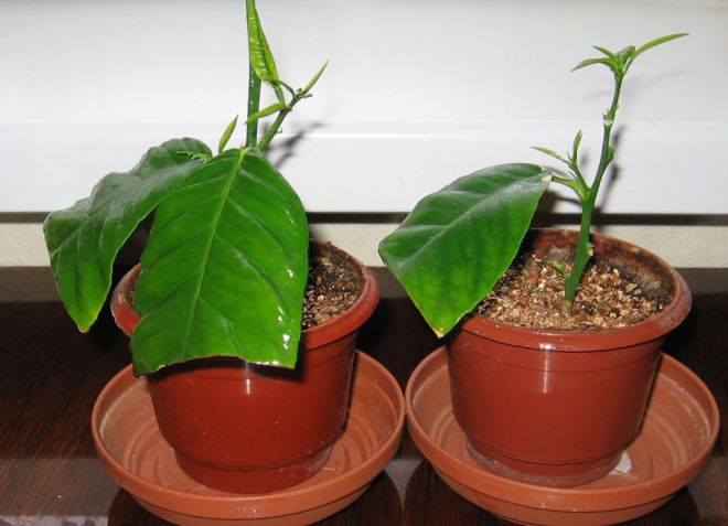 размножение комнатных лимонов размножение комнатных лимонов