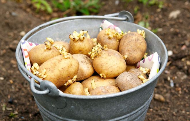семенной картофель сильно пророс что делать семенной картофель сильно пророс что делать