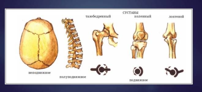 Типы соединения костей человека Типы соединения костей человека