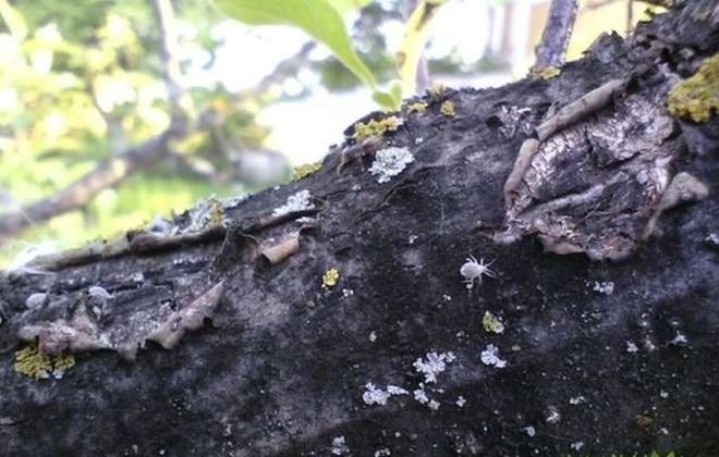 яблоня уэлси болезни яблоня уэлси болезни