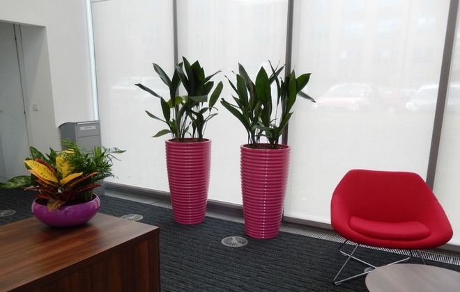 аспидистра в интерьере аспидистра в интерьере